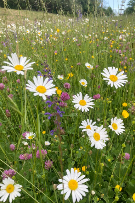 Artenreiche Wiese.