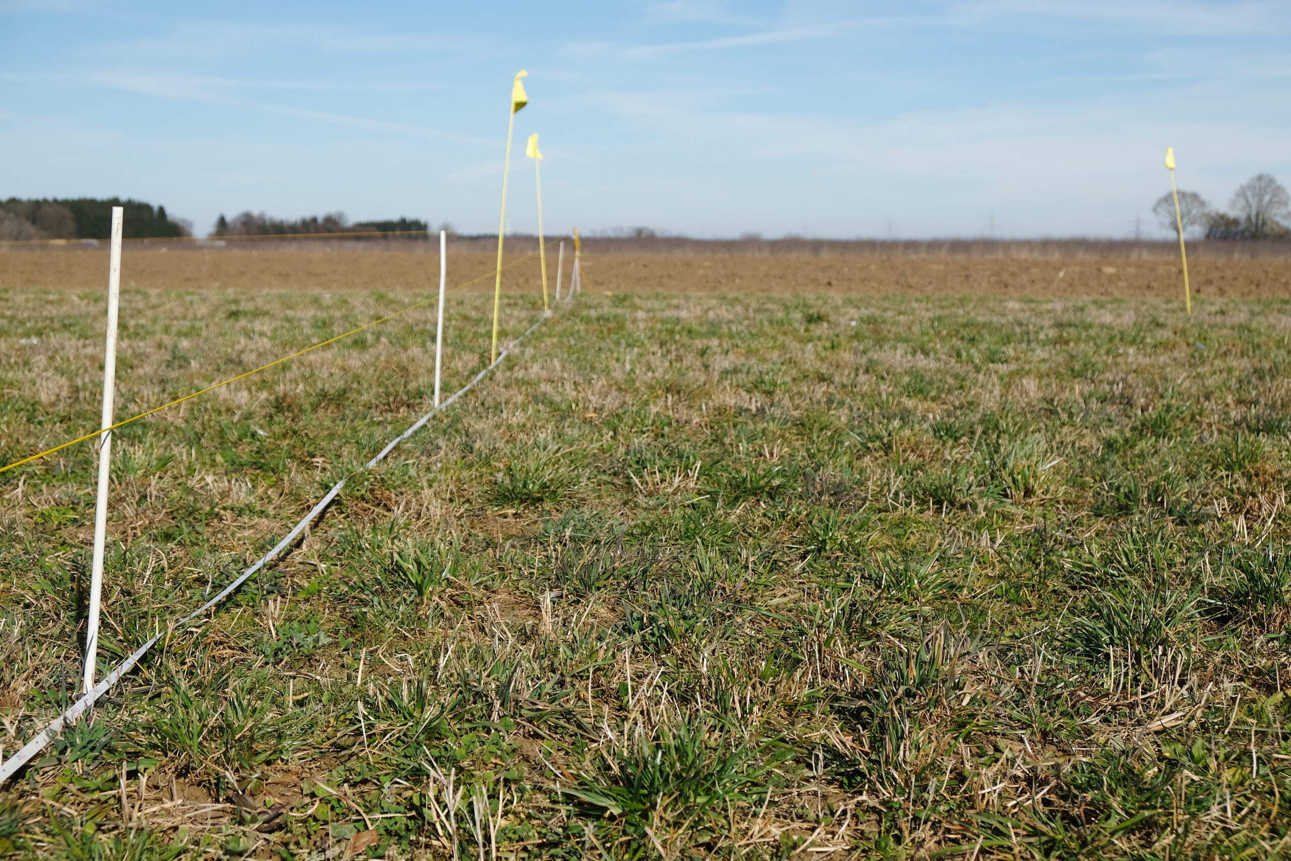 Abgesteckte Versuchsfläche